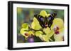 Purple Spotted Swallowtail Butterfly, Graphium Weskit-Darrell Gulin-Framed Photographic Print