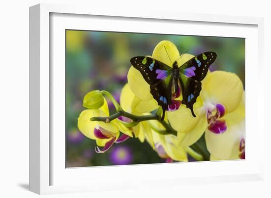 Purple Spotted Swallowtail Butterfly, Graphium Weskit-Darrell Gulin-Framed Photographic Print