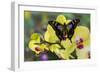 Purple Spotted Swallowtail Butterfly, Graphium Weskit-Darrell Gulin-Framed Photographic Print