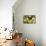 Purple Spotted Swallowtail Butterfly, Graphium Weskit-Darrell Gulin-Mounted Photographic Print displayed on a wall