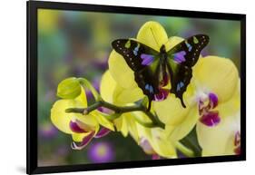 Purple Spotted Swallowtail Butterfly, Graphium Weskit-Darrell Gulin-Framed Photographic Print