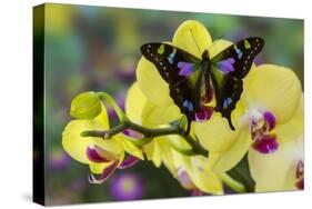 Purple Spotted Swallowtail Butterfly, Graphium Weskit-Darrell Gulin-Stretched Canvas