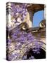 Purple Spring Flowers in Bloom, La Compania de Jesus, Antigua, Guatemala-Cindy Miller Hopkins-Stretched Canvas