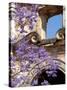 Purple Spring Flowers in Bloom, La Compania de Jesus, Antigua, Guatemala-Cindy Miller Hopkins-Stretched Canvas