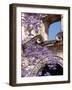 Purple Spring Flowers in Bloom, La Compania de Jesus, Antigua, Guatemala-Cindy Miller Hopkins-Framed Photographic Print