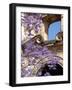 Purple Spring Flowers in Bloom, La Compania de Jesus, Antigua, Guatemala-Cindy Miller Hopkins-Framed Photographic Print