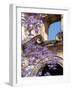 Purple Spring Flowers in Bloom, La Compania de Jesus, Antigua, Guatemala-Cindy Miller Hopkins-Framed Photographic Print