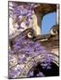Purple Spring Flowers in Bloom, La Compania de Jesus, Antigua, Guatemala-Cindy Miller Hopkins-Mounted Photographic Print
