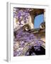 Purple Spring Flowers in Bloom, La Compania de Jesus, Antigua, Guatemala-Cindy Miller Hopkins-Framed Photographic Print