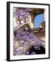 Purple Spring Flowers in Bloom, La Compania de Jesus, Antigua, Guatemala-Cindy Miller Hopkins-Framed Photographic Print