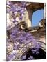 Purple Spring Flowers in Bloom, La Compania de Jesus, Antigua, Guatemala-Cindy Miller Hopkins-Mounted Photographic Print