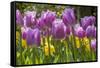 Purple springtime tulips. Netherlands.-Tom Norring-Framed Stretched Canvas