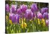 Purple springtime tulips. Netherlands.-Tom Norring-Stretched Canvas