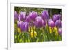 Purple springtime tulips. Netherlands.-Tom Norring-Framed Photographic Print