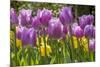 Purple springtime tulips. Netherlands.-Tom Norring-Mounted Photographic Print