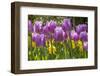 Purple springtime tulips. Netherlands.-Tom Norring-Framed Photographic Print
