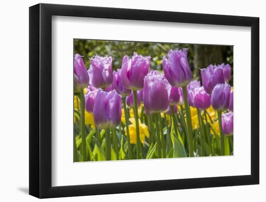 Purple springtime tulips. Netherlands.-Tom Norring-Framed Photographic Print