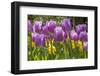 Purple springtime tulips. Netherlands.-Tom Norring-Framed Photographic Print