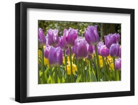 Purple springtime tulips. Netherlands.-Tom Norring-Framed Photographic Print