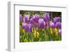 Purple springtime tulips. Netherlands.-Tom Norring-Framed Photographic Print