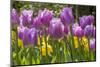 Purple springtime tulips. Netherlands.-Tom Norring-Mounted Photographic Print