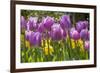 Purple springtime tulips. Netherlands.-Tom Norring-Framed Premium Photographic Print