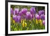 Purple springtime tulips. Netherlands.-Tom Norring-Framed Premium Photographic Print