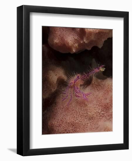 Purple Squat Lobster on a Sponge, Lembeh Strait, Indonesia-Stocktrek Images-Framed Premium Photographic Print