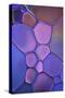 Purple Stained Glass-Cora Niele-Stretched Canvas