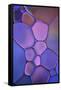 Purple Stained Glass-Cora Niele-Framed Stretched Canvas