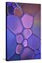 Purple Stained Glass-Cora Niele-Stretched Canvas