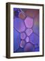 Purple Stained Glass-Cora Niele-Framed Photographic Print