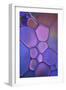 Purple Stained Glass-Cora Niele-Framed Photographic Print