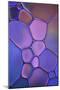Purple Stained Glass-Cora Niele-Mounted Photographic Print