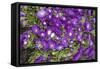 Purple Stars I-Maureen Love-Framed Stretched Canvas