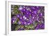 Purple Stars I-Maureen Love-Framed Photographic Print