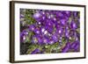 Purple Stars I-Maureen Love-Framed Photographic Print