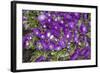 Purple Stars I-Maureen Love-Framed Photographic Print