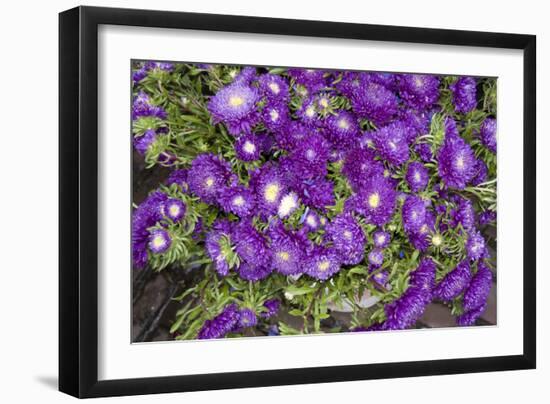 Purple Stars I-Maureen Love-Framed Photographic Print