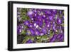 Purple Stars I-Maureen Love-Framed Photographic Print