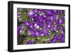 Purple Stars I-Maureen Love-Framed Photographic Print