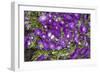 Purple Stars I-Maureen Love-Framed Photographic Print