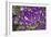 Purple Stars I-Maureen Love-Framed Photographic Print