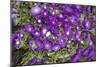 Purple Stars I-Maureen Love-Mounted Photographic Print