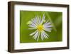 Purple-stemmed aster growing in Reed, Maine.-Jerry & Marcy Monkman-Framed Photographic Print