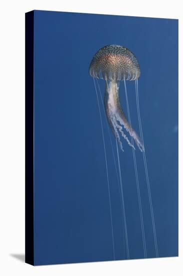 Purple Stinger - Common Jellyfish (Pelagia Noctiluca) Malta, Mediteranean, May 2009-Zankl-Stretched Canvas
