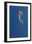 Purple Stinger - Common Jellyfish (Pelagia Noctiluca) Malta, Mediteranean, May 2009-Zankl-Framed Photographic Print