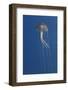 Purple Stinger - Common Jellyfish (Pelagia Noctiluca) Malta, Mediteranean, May 2009-Zankl-Framed Photographic Print