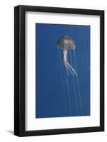 Purple Stinger - Common Jellyfish (Pelagia Noctiluca) Malta, Mediteranean, May 2009-Zankl-Framed Photographic Print