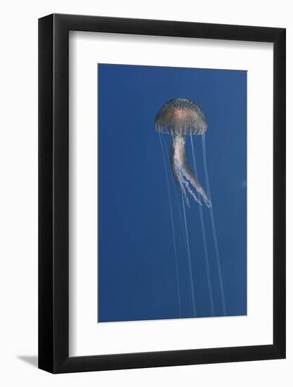 Purple Stinger - Common Jellyfish (Pelagia Noctiluca) Malta, Mediteranean, May 2009-Zankl-Framed Photographic Print